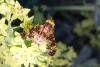 Oxyna sp.